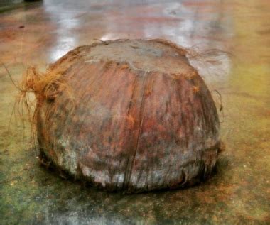 BUNOT: Definition of the Tagalog word bunot in English..